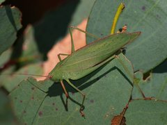 Caedicia scalaris