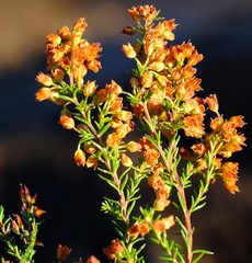 Erica curvirostris