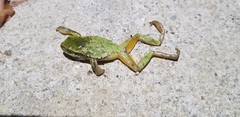 Hyla japonica