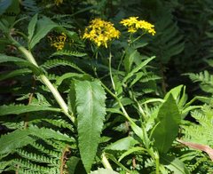 Senecio linearifolius