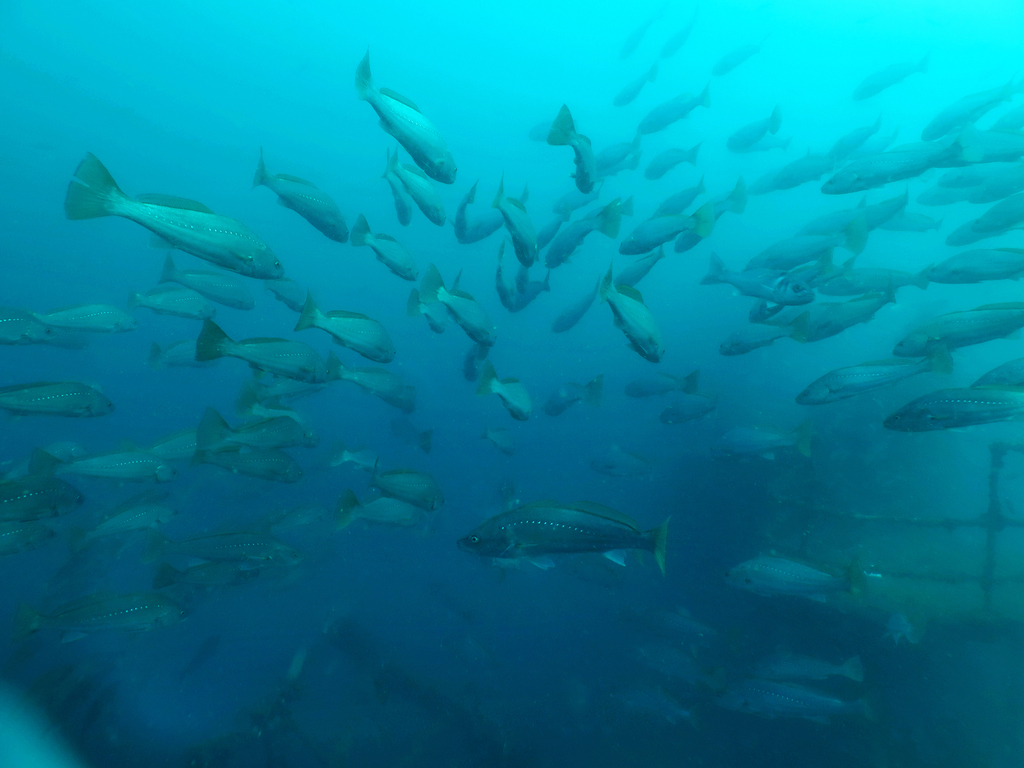 Photo of Meagre (Argyrosomus regius)