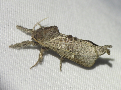 Anna Carpenterworm Moth photo 5