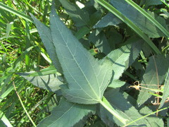 Aspilia mossambicensis