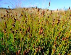 Nevillea obtusissima
