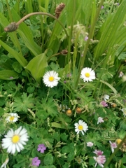 Bellis perennis