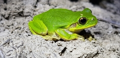 Hyla japonica