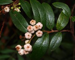 Gaultheria appressa
