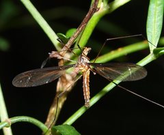 Leptotarsus helmsi