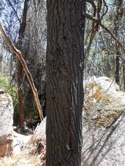 Callitris endlicheri