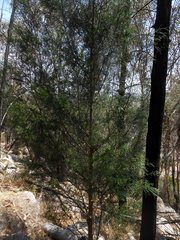 Callitris endlicheri