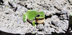Hyla japonica