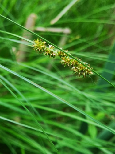 Image of Carex diandra by (c) Anastasia Titovets, some rights reserved (CC BY)