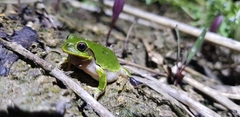 Hyla japonica