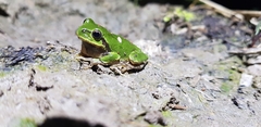 Hyla japonica
