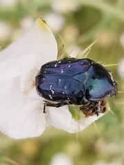 Euphoria sepulcralis