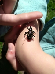 Liparus glabrirostris