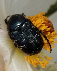 Euphoria sepulcralis