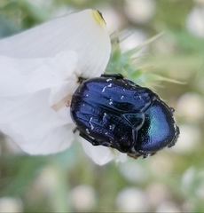 Euphoria sepulcralis