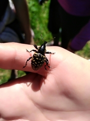 Liparus glabrirostris