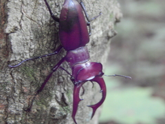 Lucanus elaphus