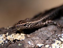 Cryptoblepharus pannosus