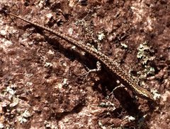 Cryptoblepharus pannosus