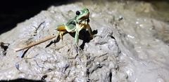 Hyla flaviventris
