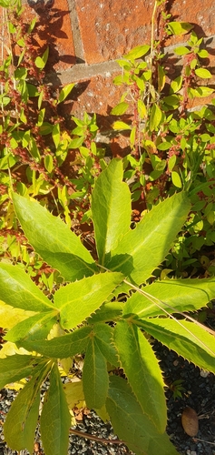 Helleborus argutifolius