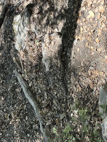 iNaturalist observation photo of Northern Pacific Rattlesnake