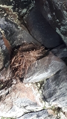 Phoenicurus ochruros