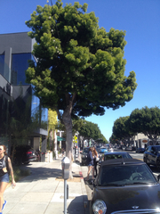 Afrocarpus gracilior