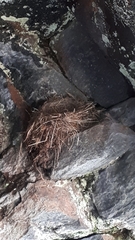 Phoenicurus ochruros