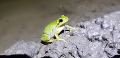 Hyla flaviventris