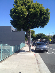 Afrocarpus gracilior