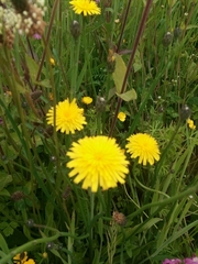 Cichorieae