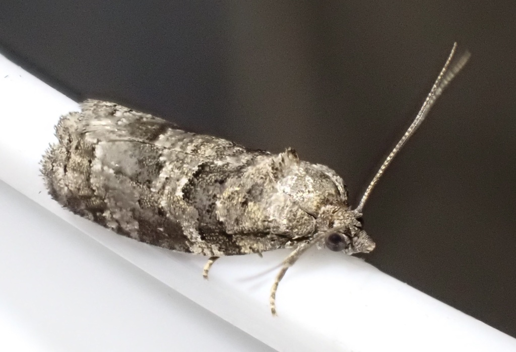 Cnephasia alticolana