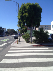 Afrocarpus gracilior