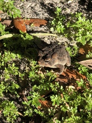 Anaxyrus terrestris