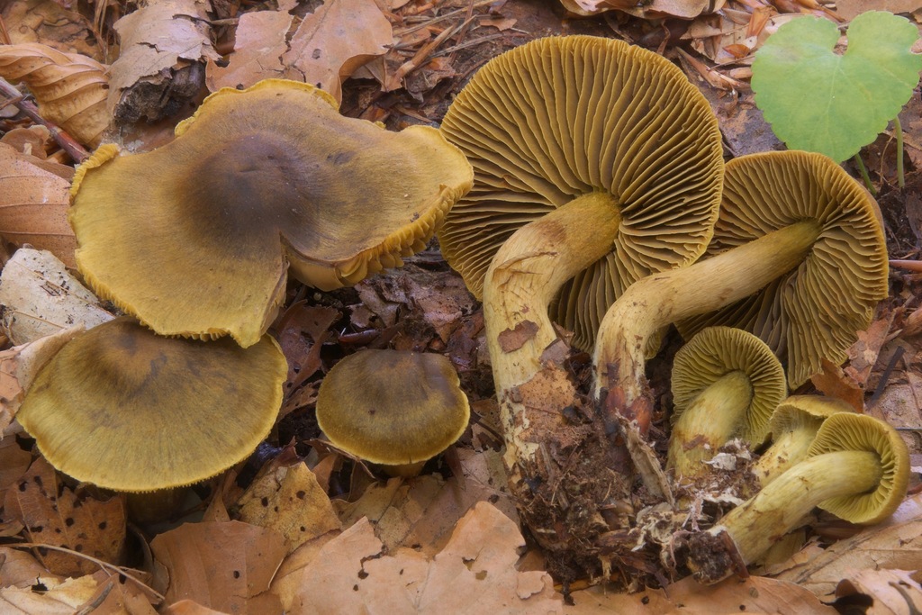 Cortinarius sect. Pauperae