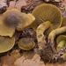 Cortinarius olivaceofuscus - Photo (c) Marco Floriani,  זכויות יוצרים חלקיות (CC BY-NC), הועלה על ידי Marco Floriani