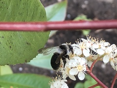 Andrena cineraria