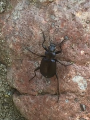 Calosoma inquisitor