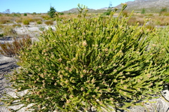 Stilbe albiflora