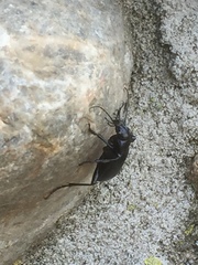 Calosoma inquisitor