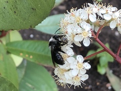Andrena cineraria