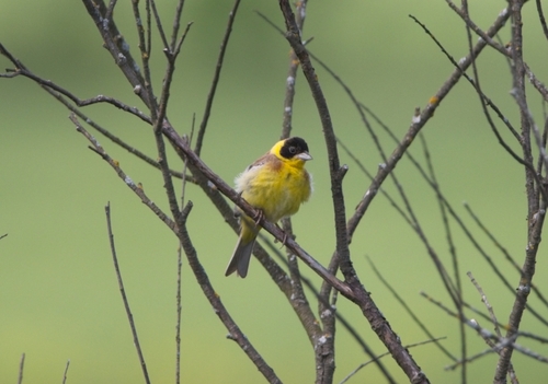 Black-headed Bunting, Taldomskiy rayon, RU-MS, RU, photo 7 of 10