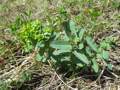 Euphorbia jenisseiensis