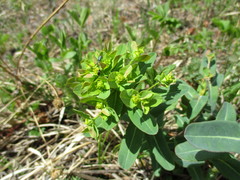 Euphorbia jenisseiensis