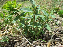 Euphorbia jenisseiensis