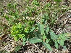 Euphorbia jenisseiensis